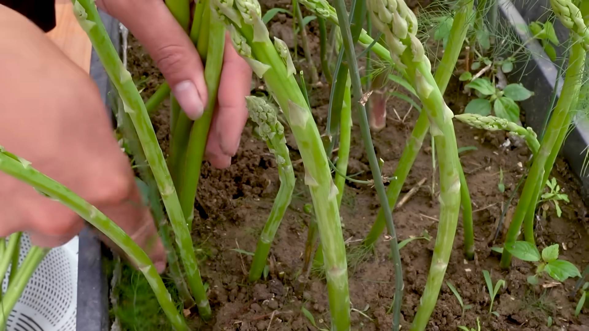 Spargel Anbau aus Samen