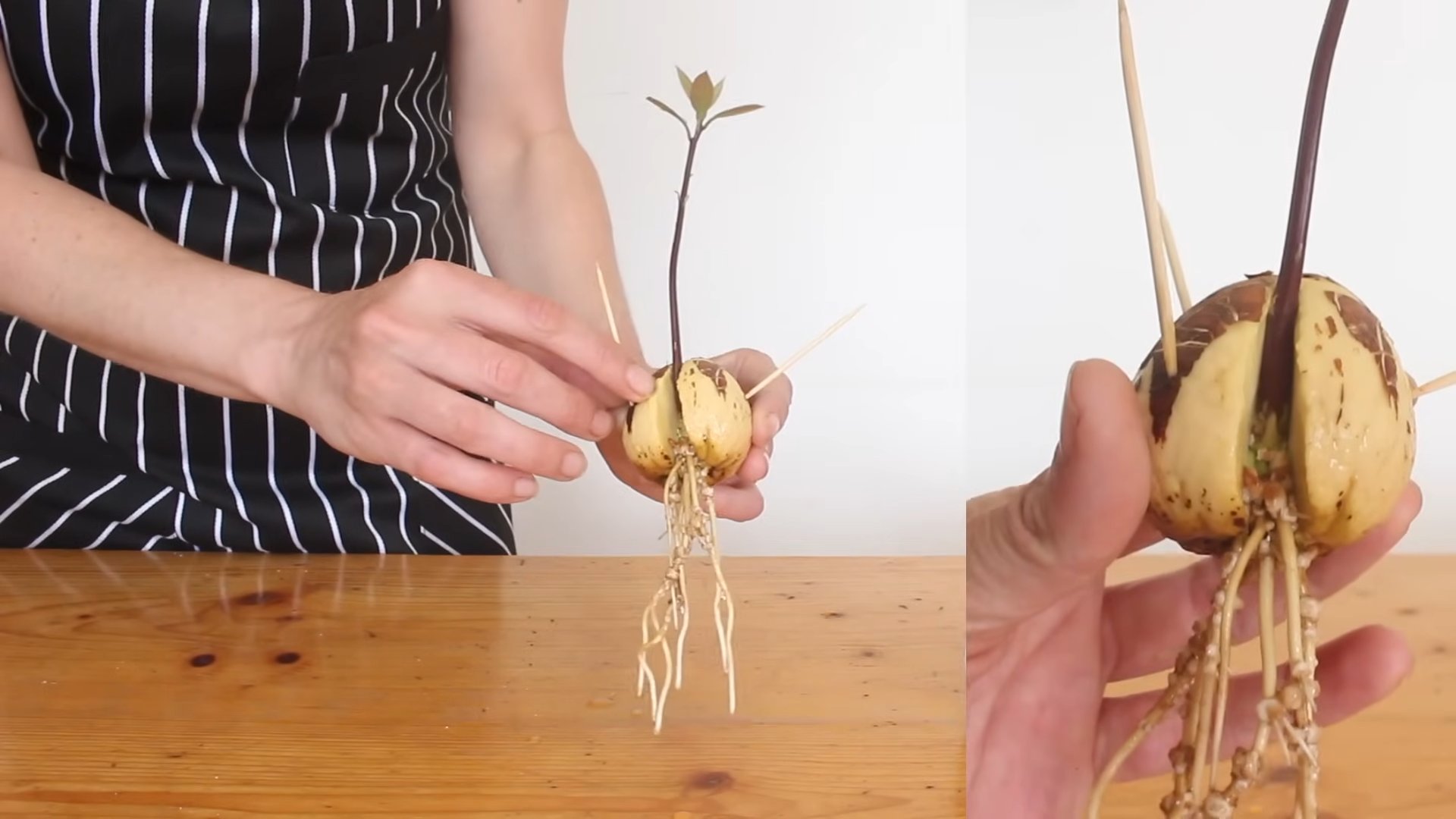 Avocado ziehen Anleitung