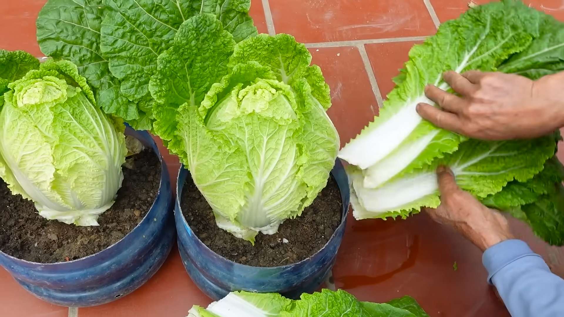Napa Kohl Anbau im Garten