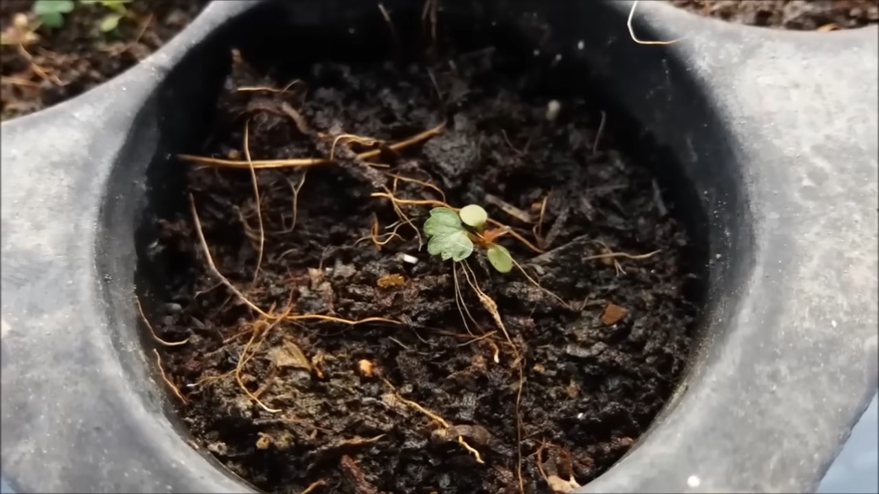 Erdbeeren selber anbauen