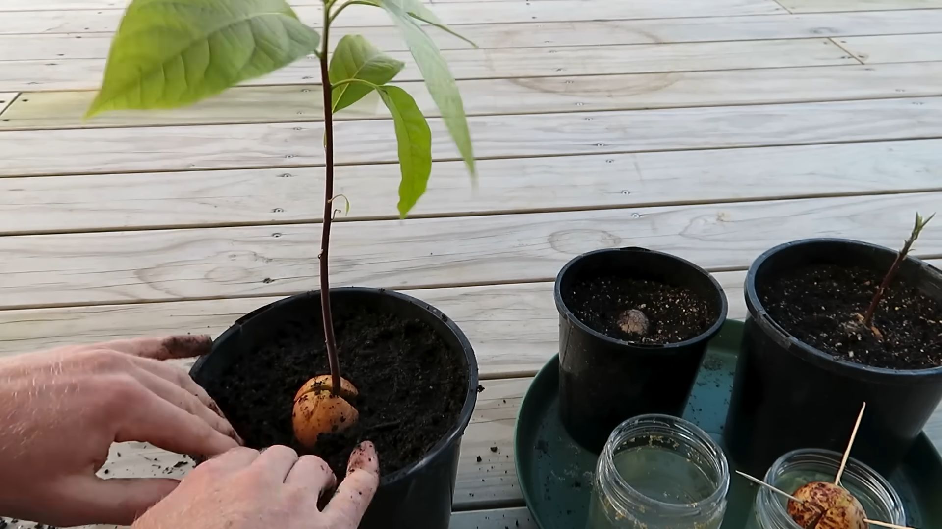 Avocado aus Kern ziehen