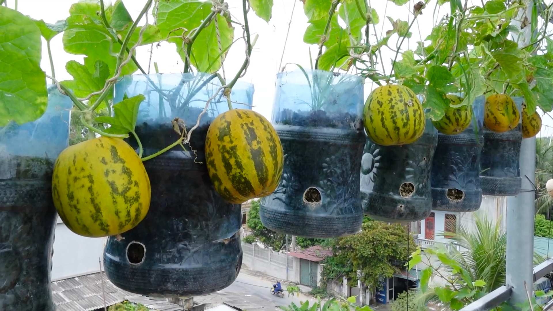 Wassermelonen Anbau zu Hause