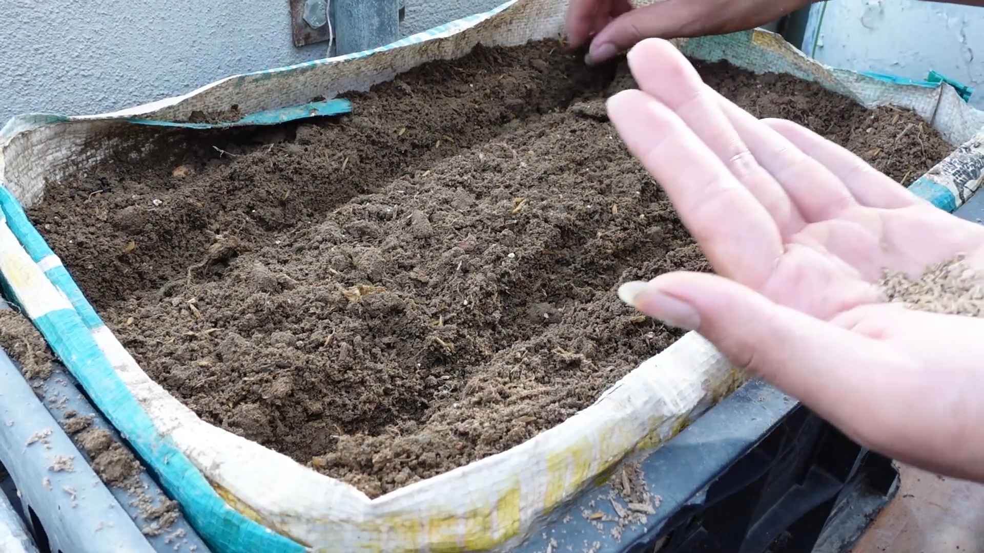 Karottenanbau für Anfänger