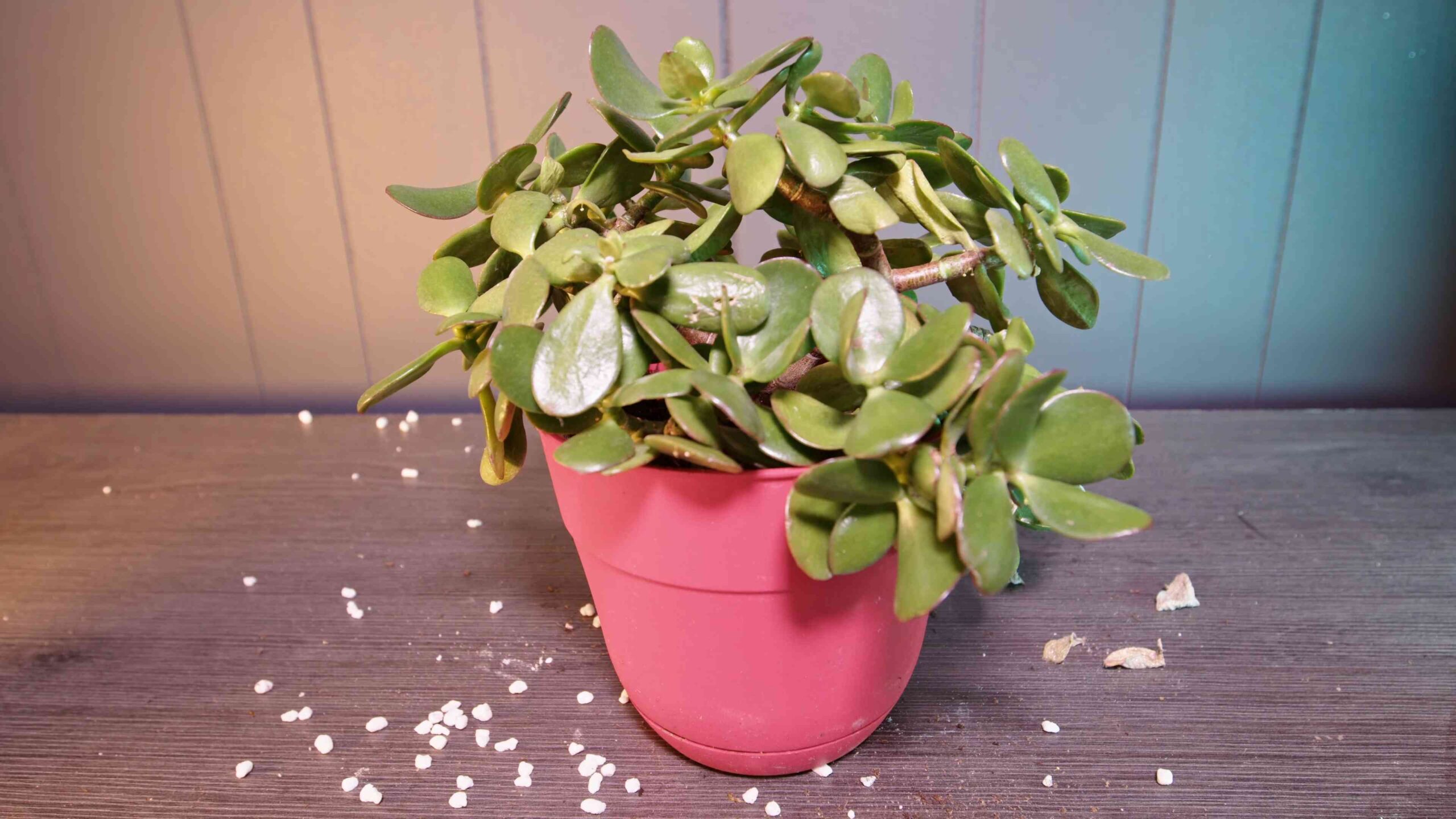 Jade Pflanzen Anbau Anleitung