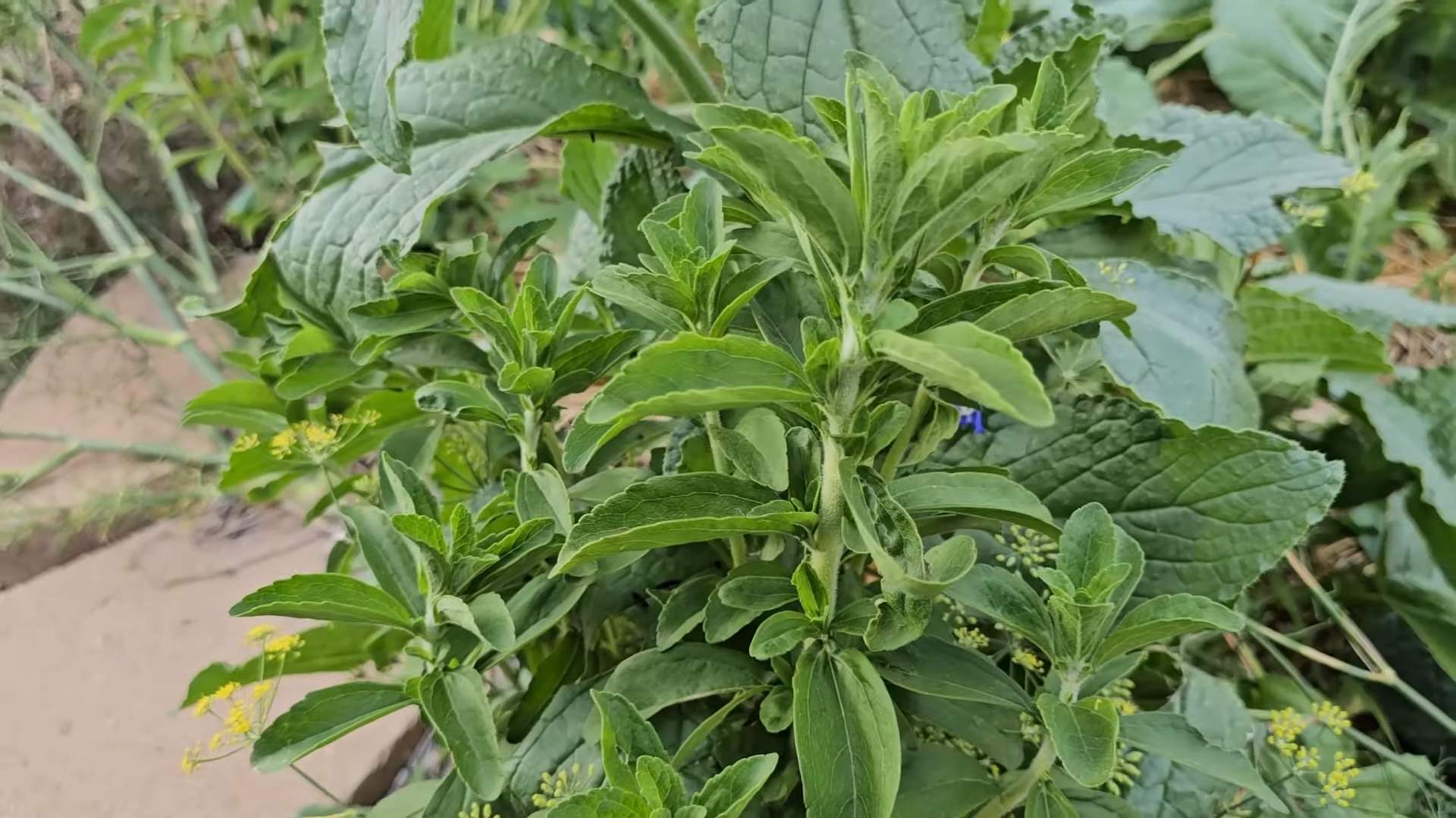 Stevia selber anbauen