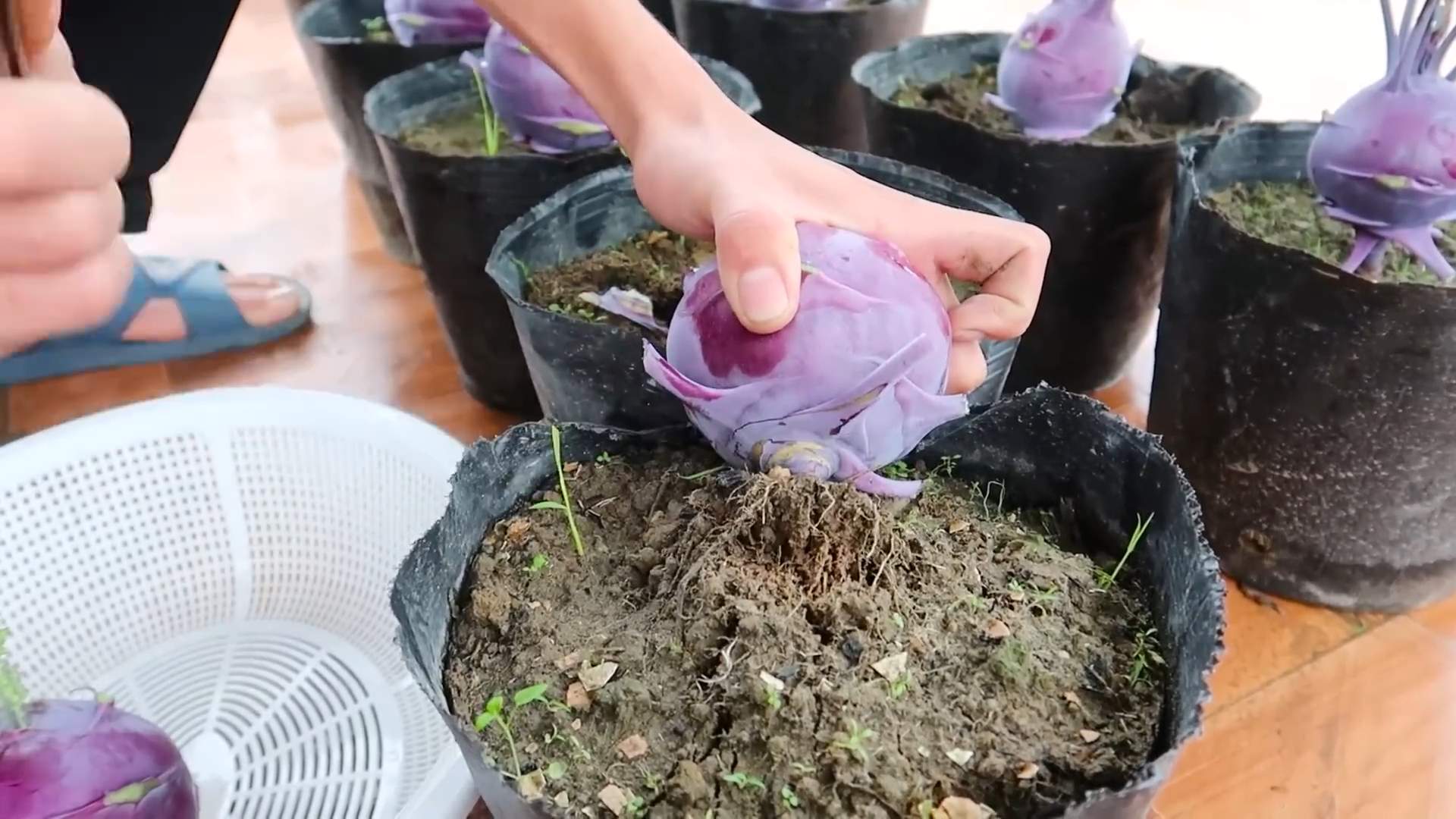Lila Kohlrabi Anbauen Garten