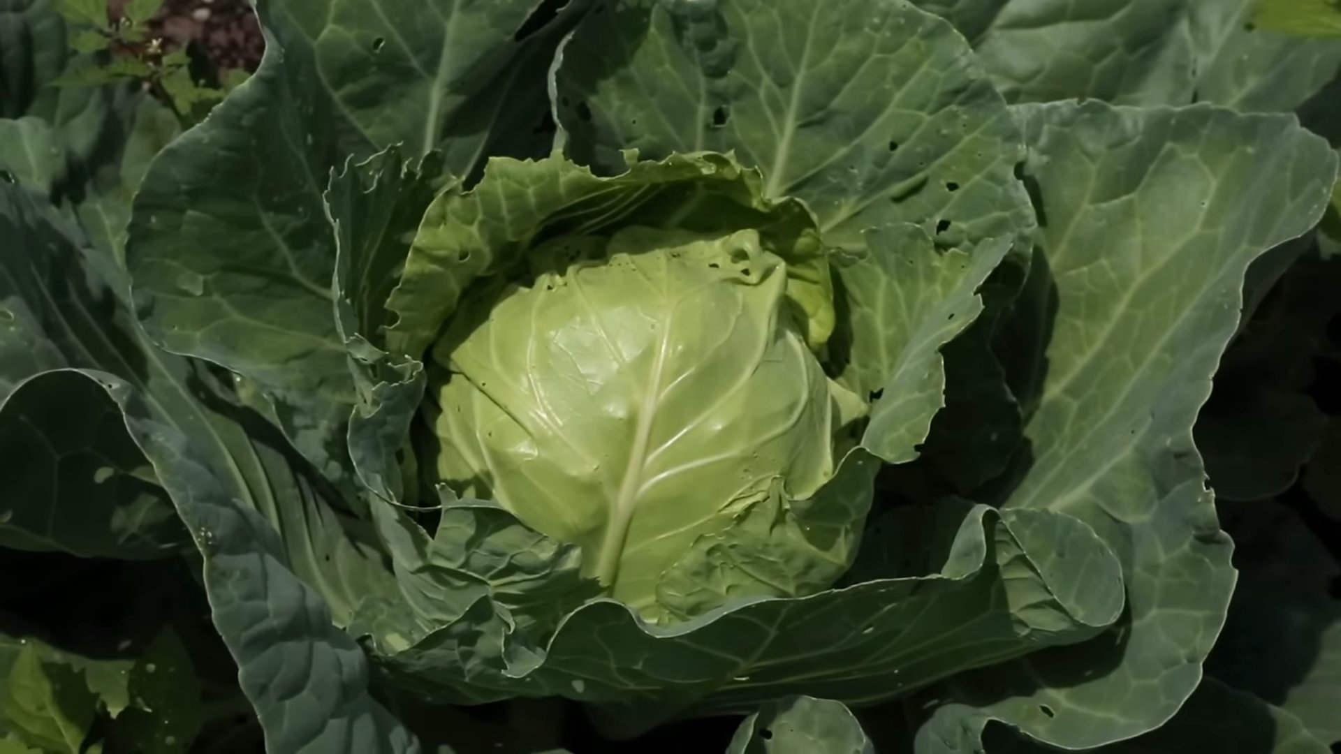 Kohl anbauen: Schritt für Schritt
