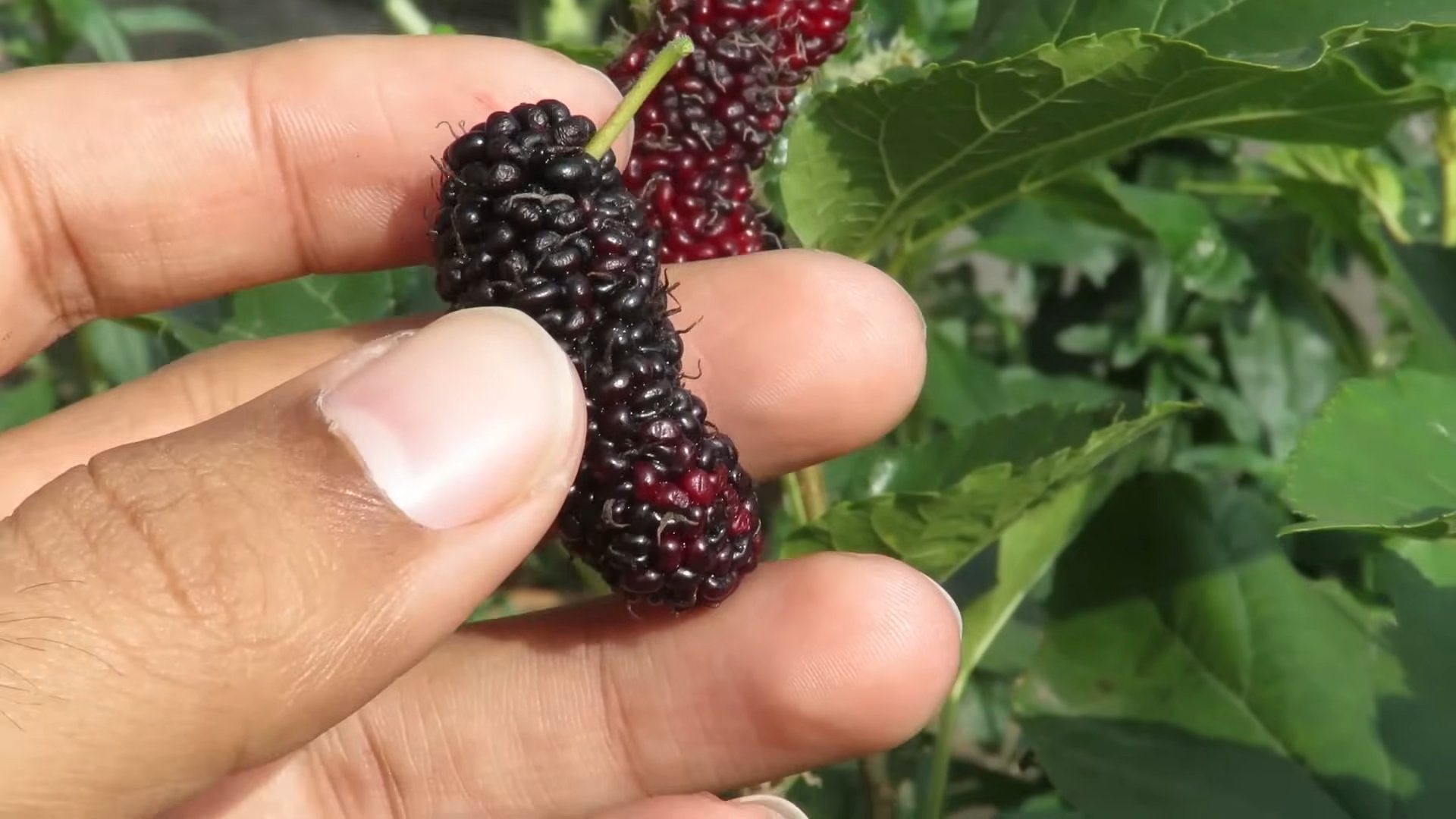 Maulbeeren im Garten anbauen