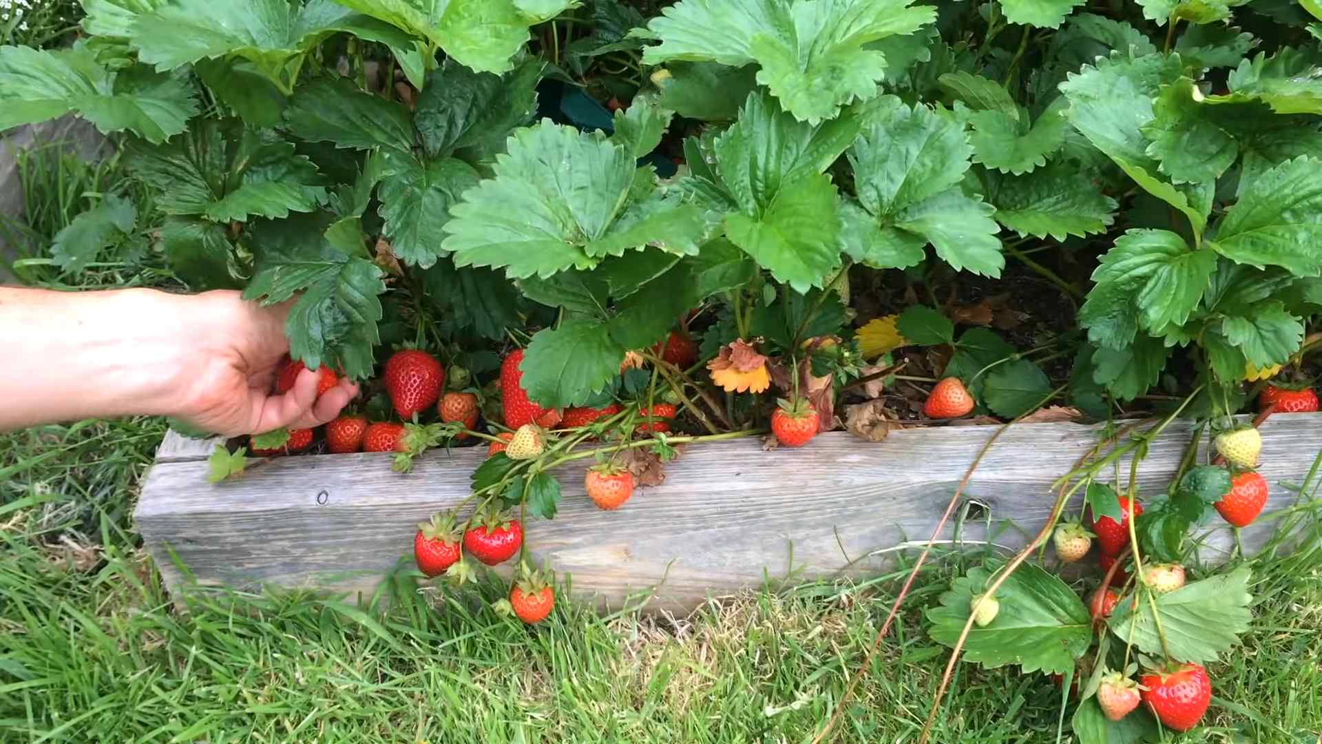Erdbeeren anbauen Tipps