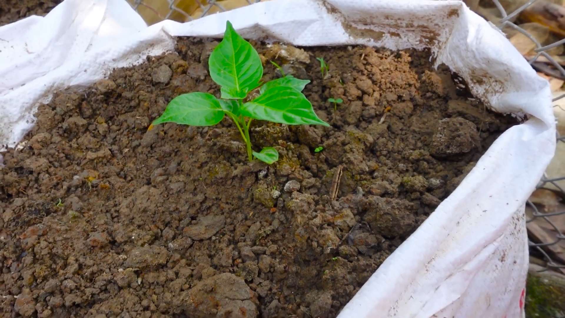 Herzförmige Paprika selber pflanzen