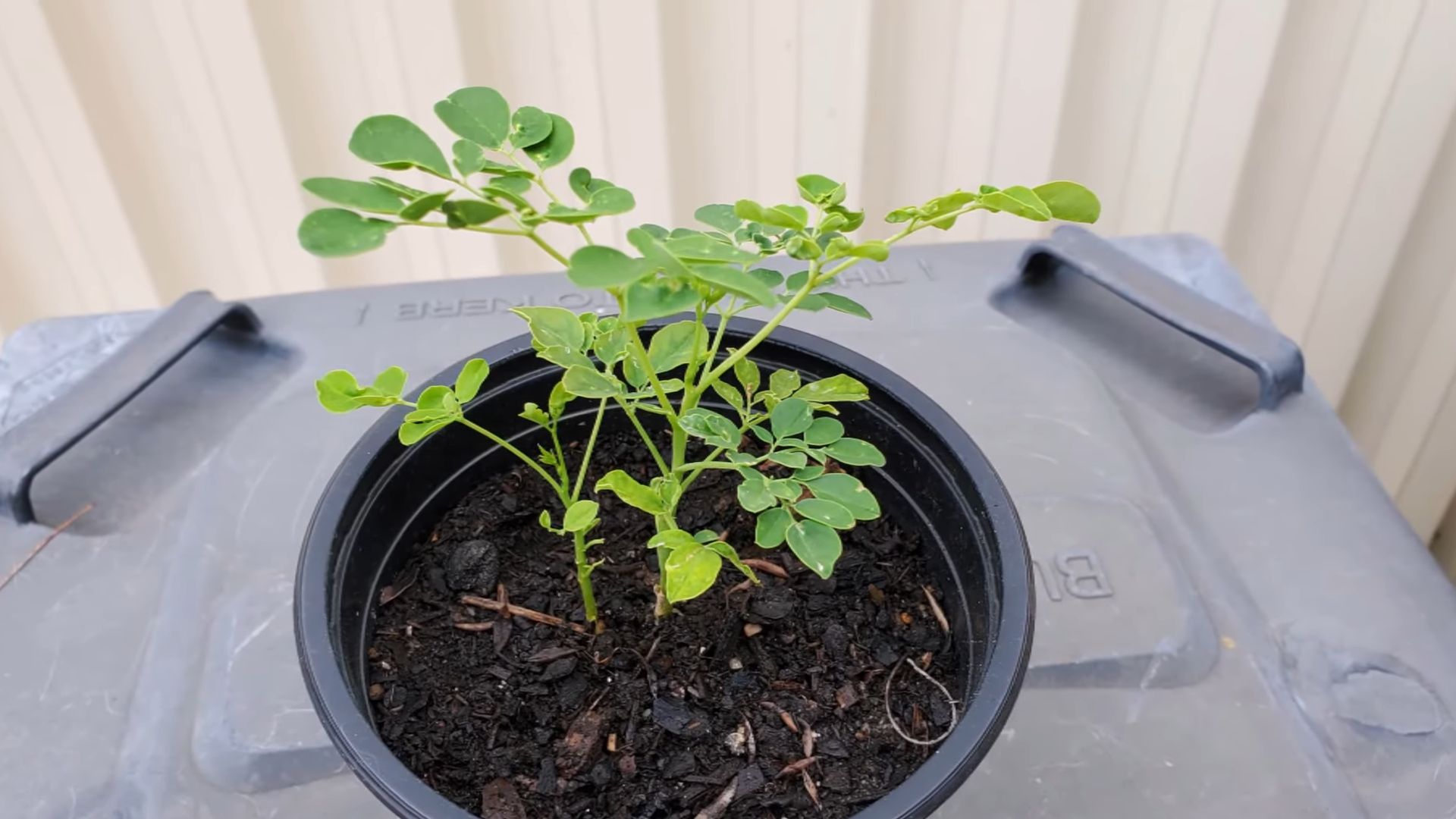 Moringa Pflanzen Geld sparen