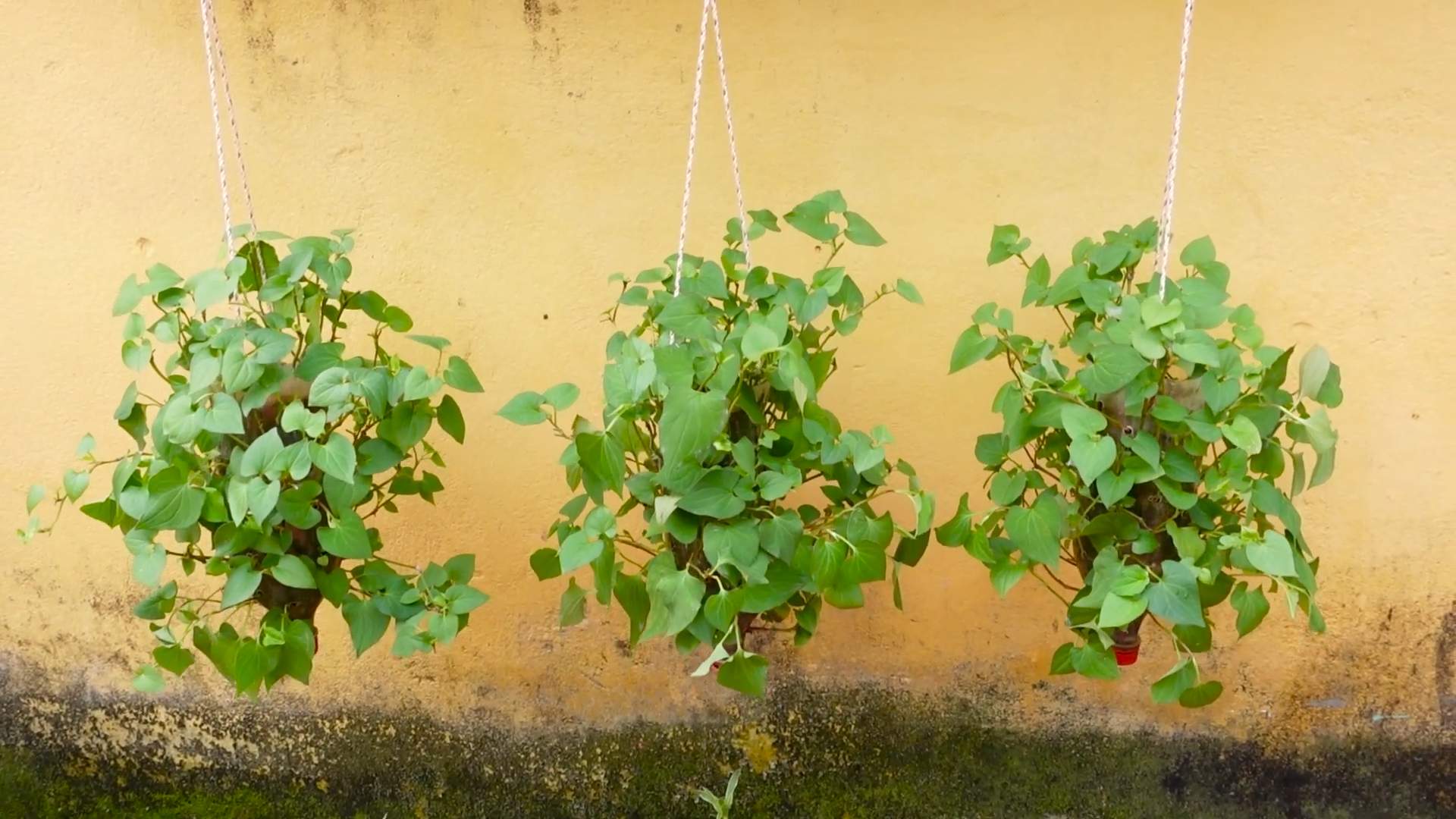 Houttuynia Cordata Flaschengarten DIY