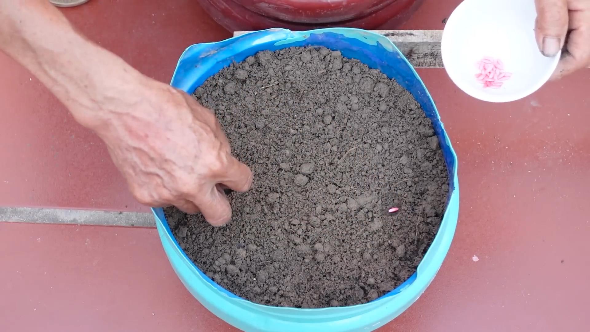 Gurkenanbau DIY Tipps