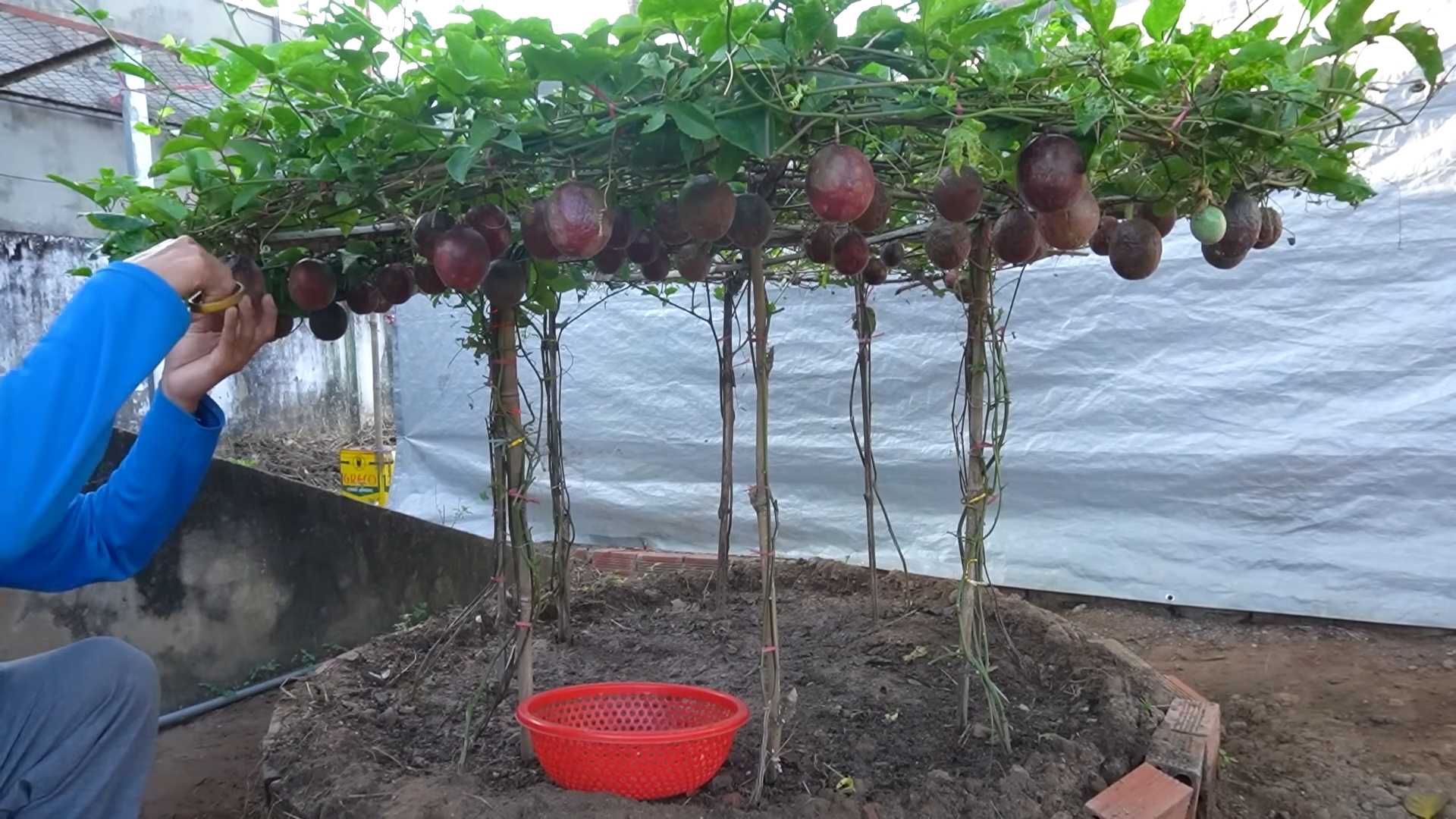 Passionsfrucht Pflanzen Anleitung