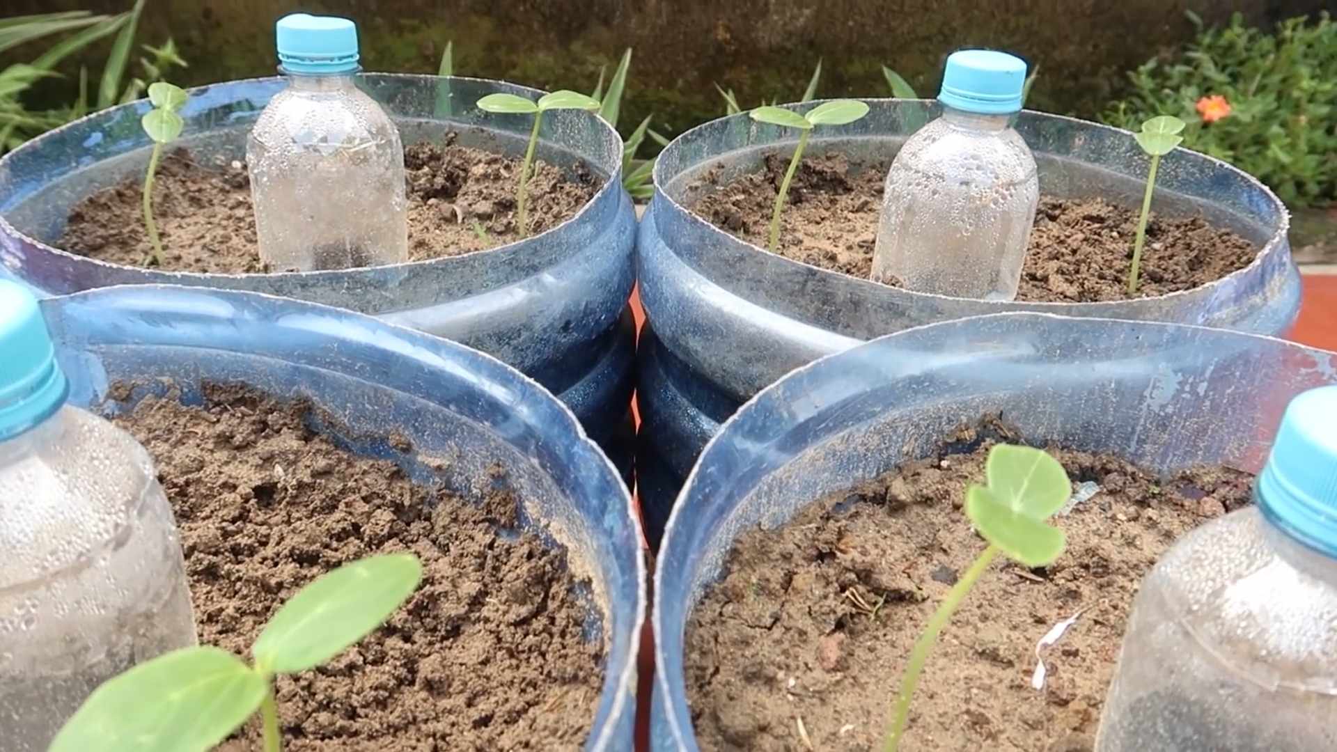 Gurken pflanzen für Anfänger