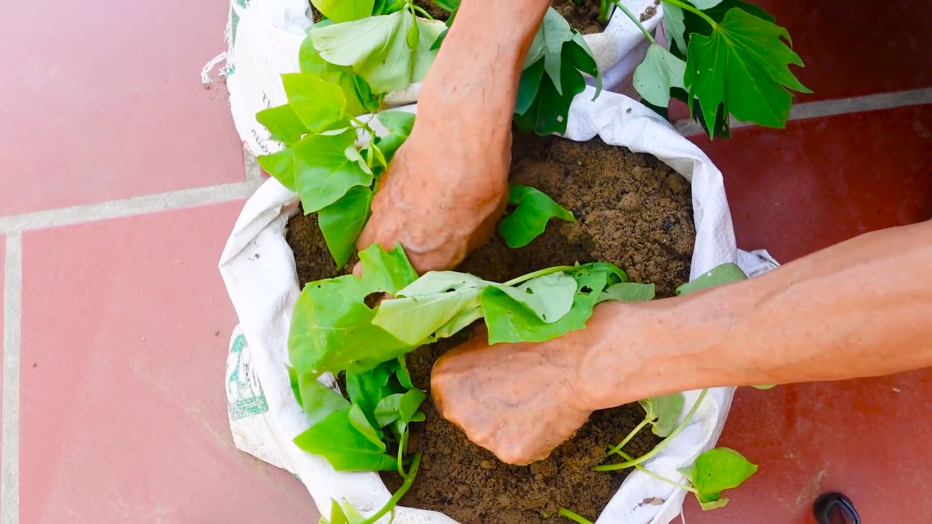 Kartoffeln im Garten anbauen