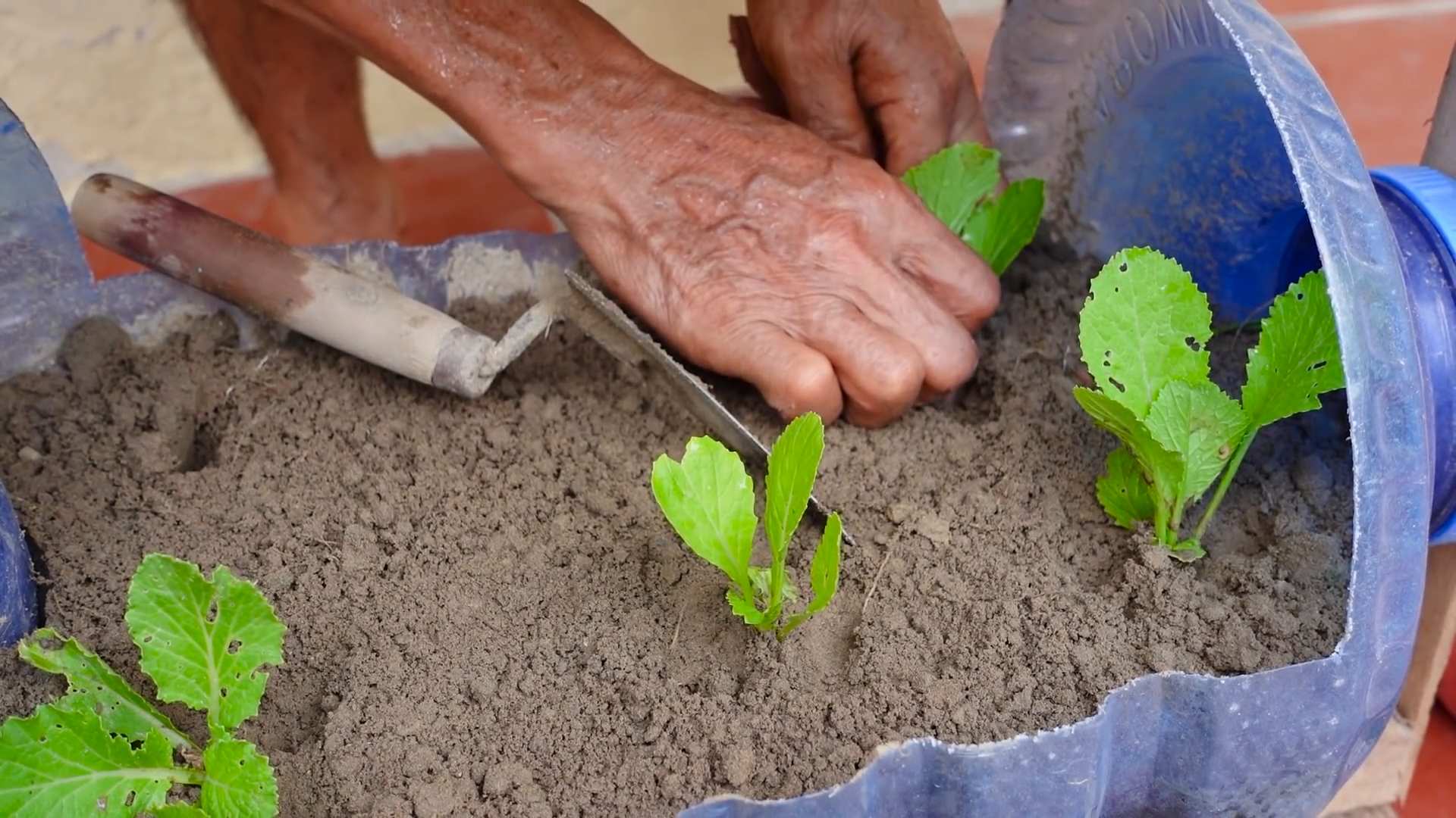 Senfgrün in Flaschen anbauen