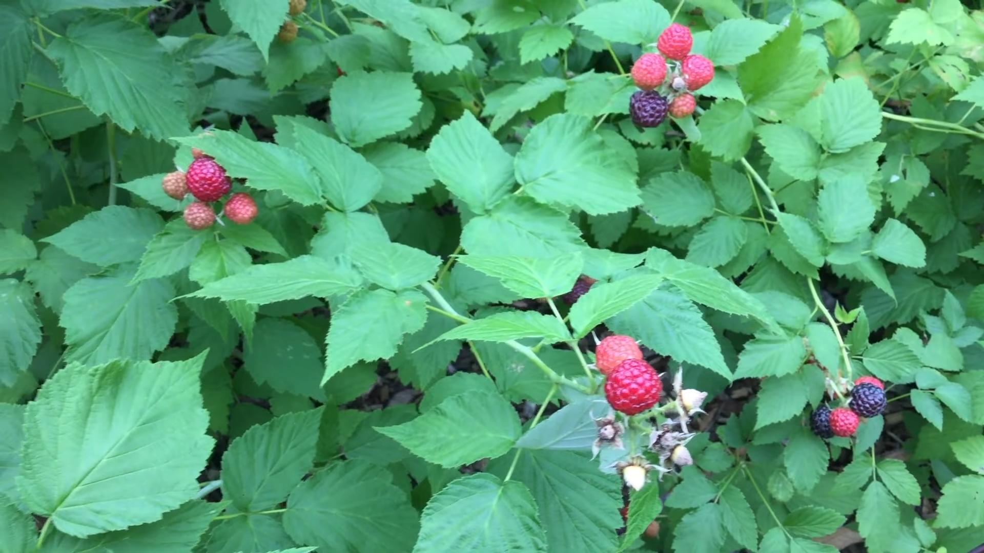 Himbeeren Anbauen Tipps
