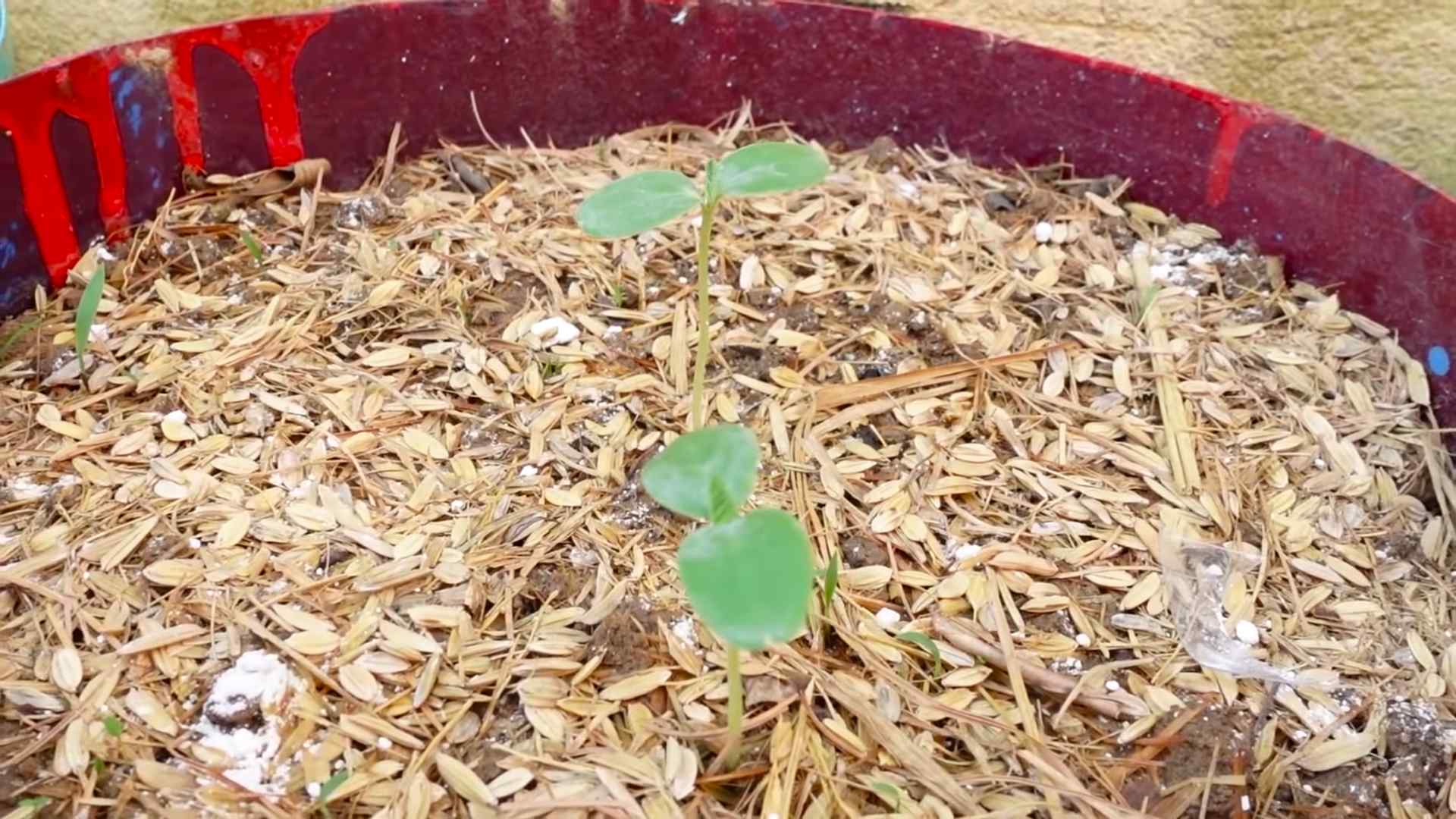 Honigmelone Anbau DIY