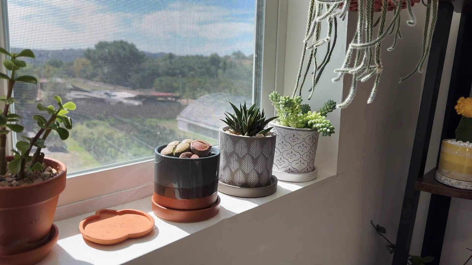 Lithops Pflege und Vermehrung