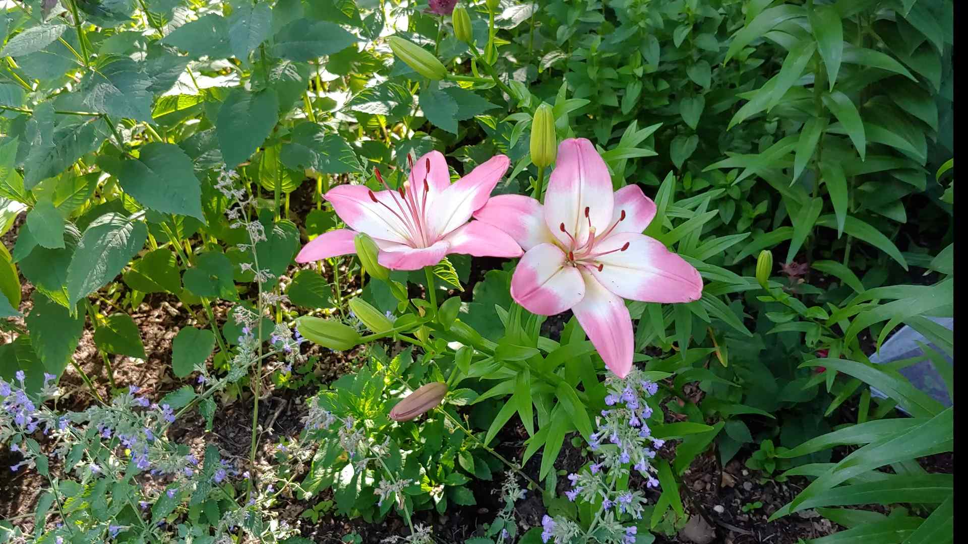 Lilien anpflanzen Garten Tipps