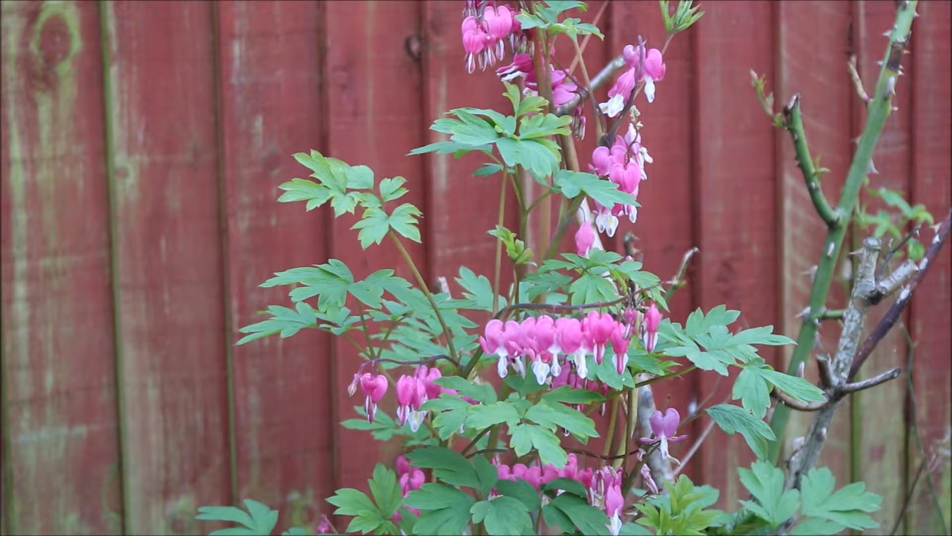 Blutendes Herz pflanzen Anleitung